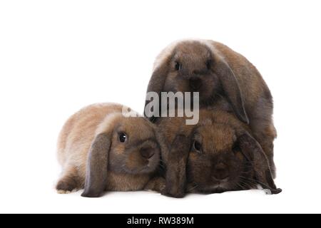 Mini Lop Banque D'Images