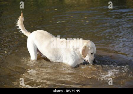 Labrador Retriever dans l'eau Banque D'Images