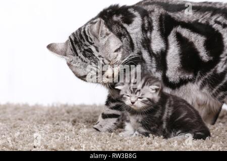 British Shorthair Banque D'Images