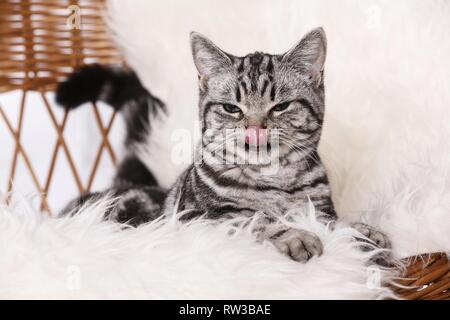 British Shorthair couché Banque D'Images
