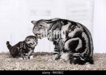 British Shorthair Banque D'Images
