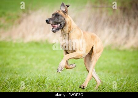 L'exécution de Grand Danois Banque D'Images