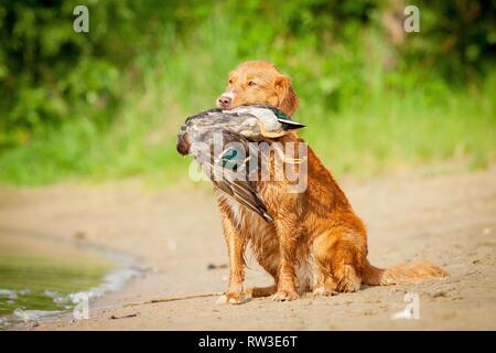 Sitting Duck Tolling Retriever de la Nouvelle-Écosse Banque D'Images