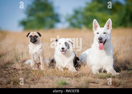 Les chiens sont couchés sur meadow Banque D'Images