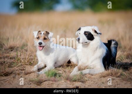 Les chiens sont couchés sur meadow Banque D'Images