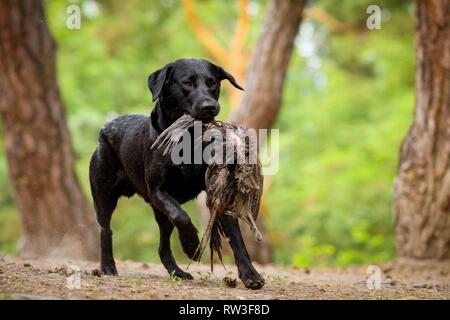 L'exécution de Labrador Retriever Banque D'Images