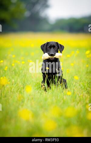 Jeune Labrador Retriever Banque D'Images