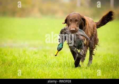 Télévision Coated Retriever sur la chasse aux canards Banque D'Images