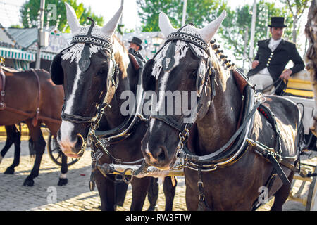 Décoré à l'Andalou des chevaux noirs Foire d'avril, Foire d'Avril de Séville (Feria de Séville). La foire de Séville Banque D'Images