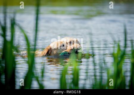 Labrador Retriever à l'eau Banque D'Images