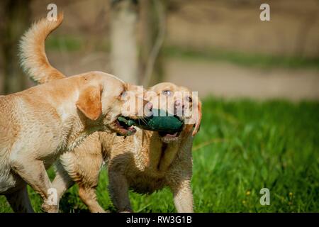 Labrador Retriever à l'eau Banque D'Images