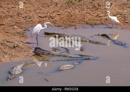 La grande aigrette, Egretta alba, avec le caïman Yacare, Caiman crocodilus yacare Jacare, Pantanal, Mato Grosso, Brésil Banque D'Images