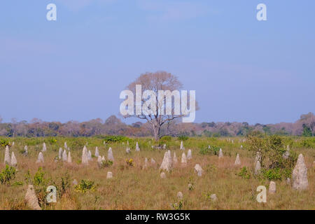 Belles termitières sur terrain agricole herbeuses sèches, près de Pocone, Pantanal, Mato Grosso, Brésil Banque D'Images