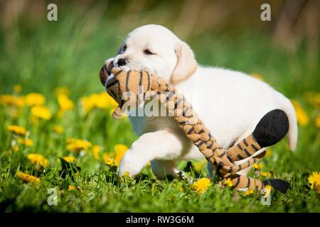 Balade Labrador Retriever Banque D'Images