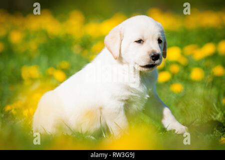 Labrador Retriever chiot Banque D'Images