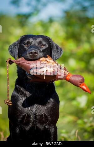 Labrador Retriever Portrait Banque D'Images