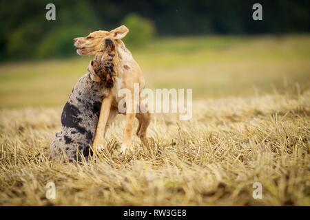 Jouant la Louisiane Catahoula Leopard Dog Banque D'Images