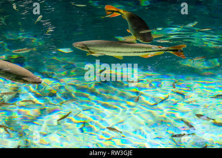 Brycon Hilarii, Piraputanga poissons en cristal de l'eau claire de la rivière Salobra, Bom Jardim Nobres, Mato Grosso, Brésil Banque D'Images