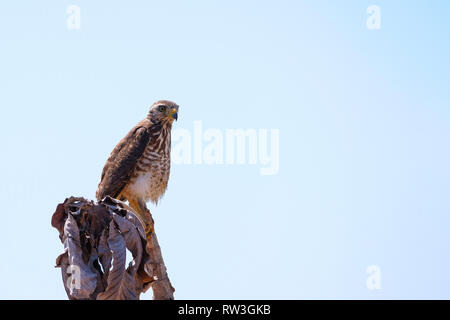 Roadside Hawk, Rupornis Magnirostris, isolé blanc ciel, assis sur une branche du Pantanal, Nobres, Mato Grosso, Brésil Banque D'Images