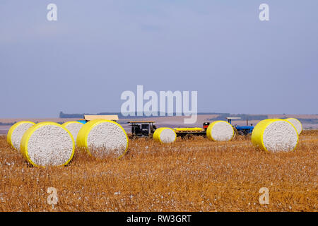 Des balles de coton fraîchement récolté enveloppés de plastique jaune, dans le domaine à Campo Verde, Mato Grosso, Brésil Banque D'Images