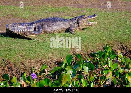 Caiman Yacare, Caiman crocodilus yacare Jacare, dans les prairies humides du Pantanal, Corumba, Mato Grosso do Sul, Brésil Banque D'Images