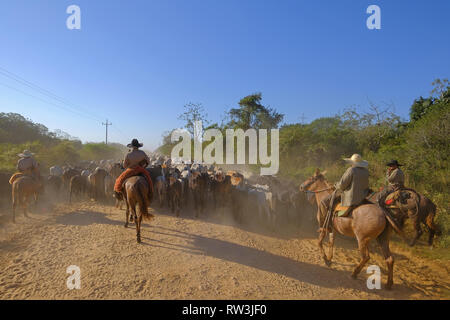 Méconnaissable cowboys avec des vaches, des transports de bétail sur la nature Parkway dans le Pantanal, Mato Grosso do Sul, Brésil Banque D'Images