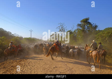 Méconnaissable cowboys avec des vaches, des transports de bétail sur la nature Parkway dans le Pantanal, Mato Grosso do Sul, Brésil Banque D'Images