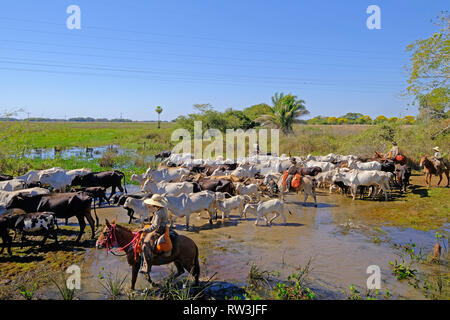 Méconnaissable cowboys avec des vaches, des transports de bétail sur la nature Parkway dans le Pantanal, Mato Grosso do Sul, Brésil Banque D'Images