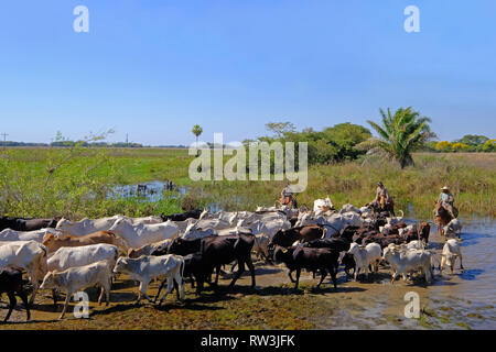 Méconnaissable cowboys avec des vaches, des transports de bétail sur la nature Parkway dans le Pantanal, Mato Grosso do Sul, Brésil Banque D'Images