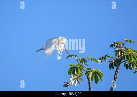 Grande Aigrette Egretta alba, volant au-dessus de fleuve dans le Pantanal, Corumba, Mato Grosso do Sul, Brésil Banque D'Images