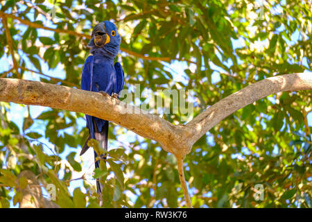 Anodorhynchus hyacinthinus, Ara hyacinthe, Ara Hyacinthine ou, Pantanal, Mato Grosso do Sul, Brésil Banque D'Images