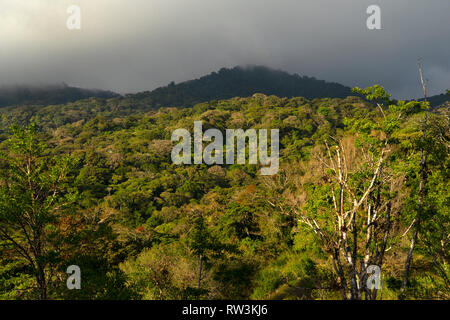 Vue sur la cime des arbres de la forêt nuageuse de Monteverde, Costa Rica, Amérique Centrale Banque D'Images