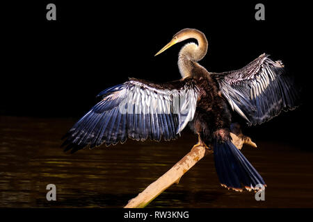 , Anhinga Anhinga anhinga, également appelé Snakebird ou vert, Cuiaba River, Pantanal, Mato Grosso do Sul, Brésil Banque D'Images