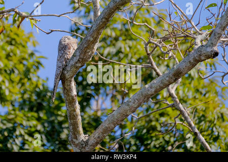 Great Potoo Nyctibius Grandis, cuiaba, rivière, Porto Jofre, Pantanal Matogrossense, Mato Grosso do Sul, Brésil Banque D'Images