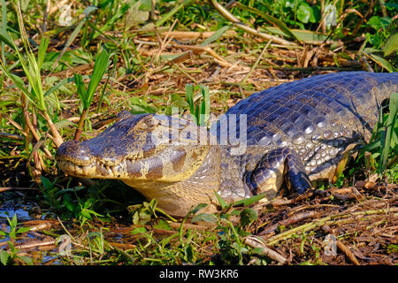 Close up de Caiman Yacare, Caiman crocodilus yacare Jacare, dans la prairie, Pantanal, Porto Jofre, Mato Grosso, Brésil Banque D'Images