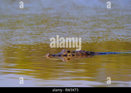 Close up de Caiman Yacare, Caiman crocodilus yacare Jacare, la natation dans la rivière, Pantanal, Cuiaba Porto Jofre, Brésil Banque D'Images