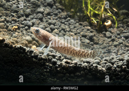 Nain bébé poisson à tête de serpent (Channa gachua) Banque D'Images