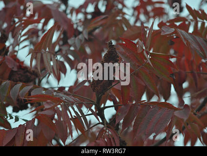 Arbre généalogique vinaigrier avec grande fleur rouge et feuilles rouges, temps d'automne Banque D'Images