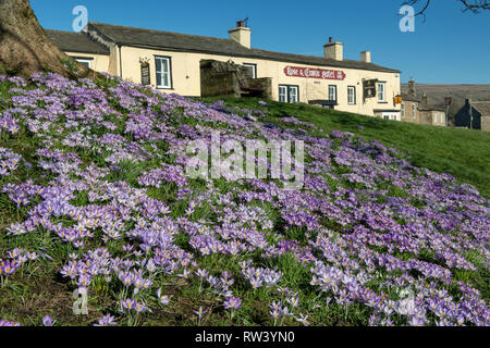 Crocus en fleurs sur la place du village dans la région de Bainbridge, Wensleydale dans le Yorkshire Dales National Park, Royaume-Uni. Banque D'Images