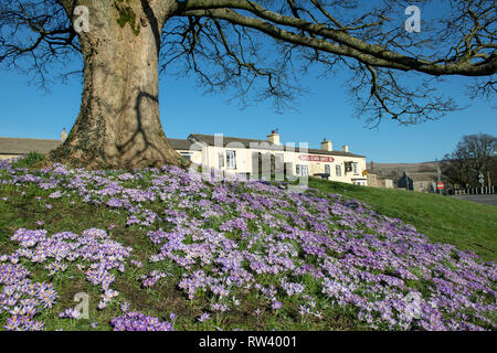 Crocus en fleurs sur la place du village dans la région de Bainbridge, Wensleydale dans le Yorkshire Dales National Park, Royaume-Uni. Banque D'Images