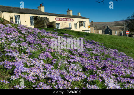 Crocus en fleurs sur la place du village dans la région de Bainbridge, Wensleydale dans le Yorkshire Dales National Park, Royaume-Uni. Banque D'Images