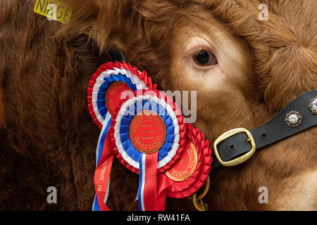 Les taureaux Limousin montrant un pedigree vente tenue à Borderway Auction Mart, Carlisle, Cumbria, Royaume-Uni. Banque D'Images