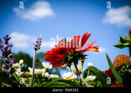 Fleurs d'été et d'une abeille en face de ciel bleu Banque D'Images
