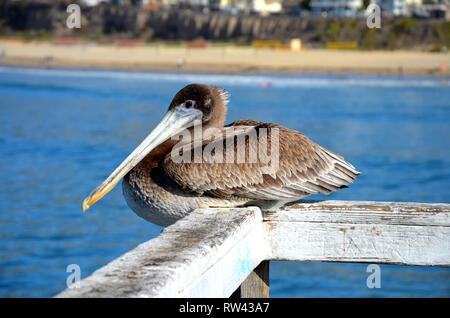 Détente sur Pelican Pier Banque D'Images