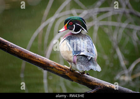 Un mâle Canard branchu (Aix sponsa) est perché sur une branche dans la pluie, Franklin Canyon, Los Angeles, CA. Banque D'Images