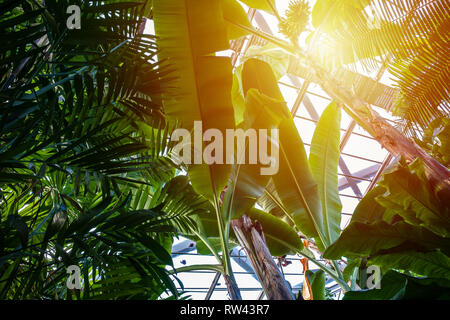 Feuilles de bananier dans la serre et la lumière du soleil Banque D'Images