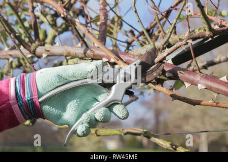 Rosa. Tailler un rosier grimpant avec des sécateurs dans un jardin anglais en hiver - Février, Banque D'Images