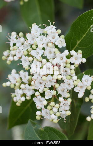 Viburnum tinus 'French White'. Floraison d'hiver arbuste appelé aussi Laurustinus français 'Blanc' en février, au Royaume-Uni. Aga Banque D'Images