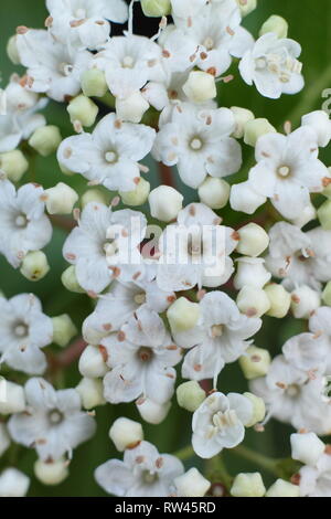 Viburnum tinus 'French White'. Floraison d'hiver arbuste appelé aussi Laurustinus français 'Blanc' en février, au Royaume-Uni. Aga Banque D'Images