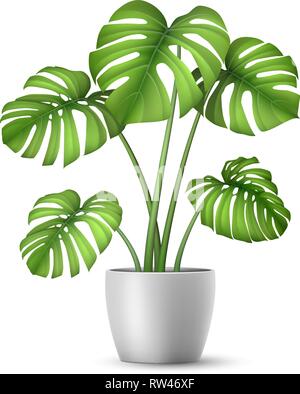 Vecteur réaliste Monstera dans un pot de fleur. Illustration de Vecteur